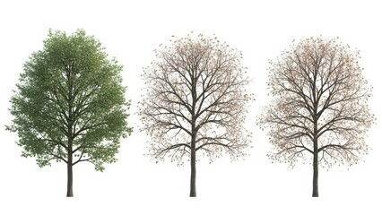 Tree Seasons Set Spring, Autumn  Winter Isolated, White Background