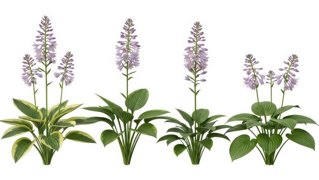 Hosta Plantaginea Flowers Isolated on White Background, Lilac Blossoms