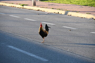 Chickens on the streets of the Spanish city of Torrevieja
