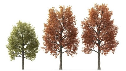 Autumn Trees Collection, Isolated on White Background