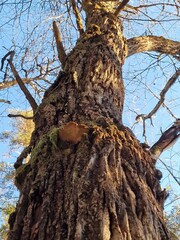 Haploporus odorus on old tree trunk