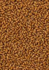 Fototapeta premium Highly detailed abstract background of golden wheat kernels scattered unevenly, showing natural texture, smooth curves, and rich warm colors, dry, ingredient, beige