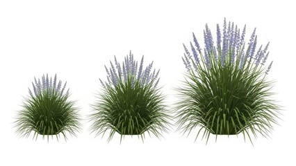 Obraz premium Decorative Ornamental Grasses Isolated on White Background, 3D Render
