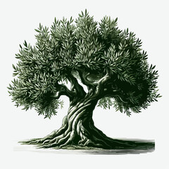 olive tree illustration