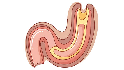 A detailed illustration of the cross-section of the human stomach revealing its internal layers and structure, crucial for understanding digestion