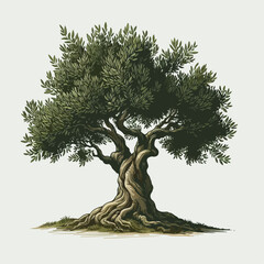 olive tree illustration