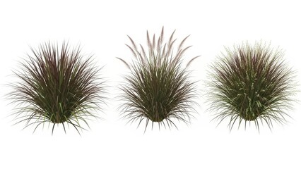 Fototapeta premium Purple Fountain Grass Set Isolated Plants, Decorative Ornamental Grasses, White Background