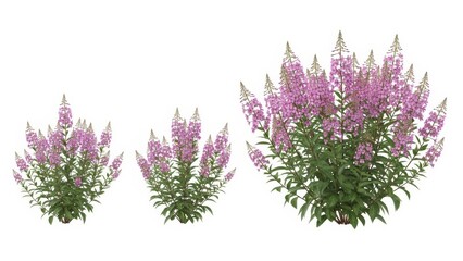 Naklejka premium Pink Willowherb Flowers Isolated on White, Epilobium Angustifolium, Garden Plants