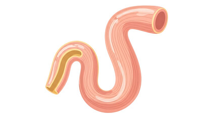 Vivid illustration of the human intestine, detailing the intricate coiled structure and internal lining essential for digestion, nutrient absorption, and maintaining optimal gut health