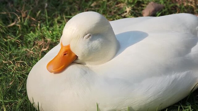 The call duck is sleeping on the grass.
