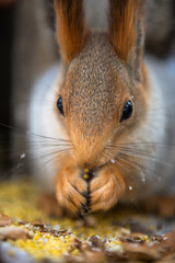 squirrel eating nut