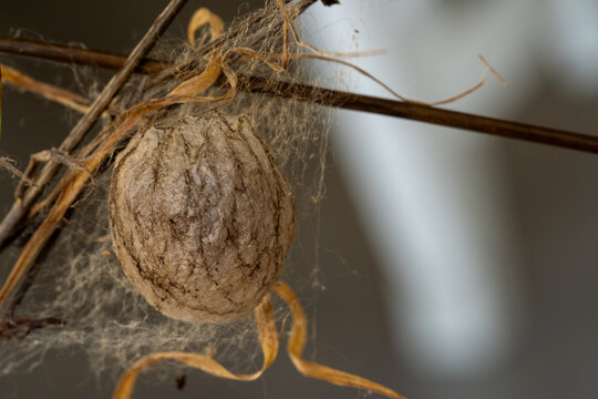 Close Up of Praying Mantis Egg Cocoon on Twig