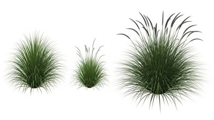 Obraz premium Green Ornamental Grasses Isolated, Decorative Lush Plants on White