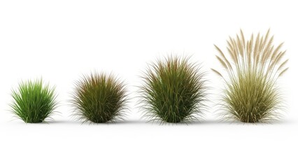 Obraz premium Ornamental Grasses in a Row Green, Brown, and Beige Pampas Grass, Isolated