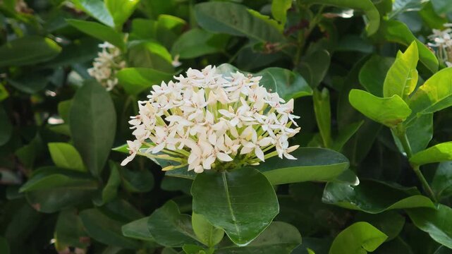 White West Indian Jasmine in the garden