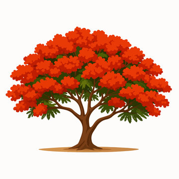 illustration of a bright red flamboyant tree