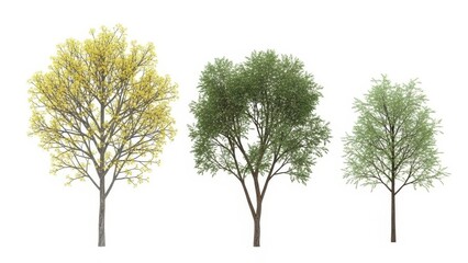 Fototapeta premium 3D Rendered Trees Isolated on White, Spring, Summer, Nature Background