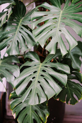 Lush Green Monstera Deliciosa Plant Leaves Creating a Vibrant Background