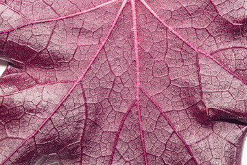 Macro close up of a red leaf showing detailed vein structure and natural surface texture. The vibrant color and organic design make it ideal for botanical, decorative, or abstract backgrounds.