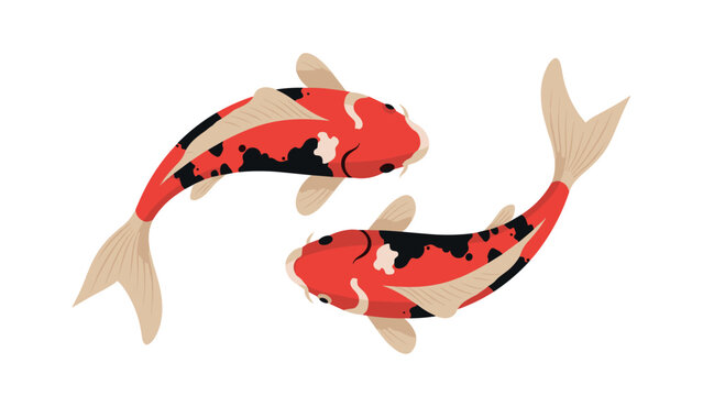Colorful koi fish pair on white background in flat design