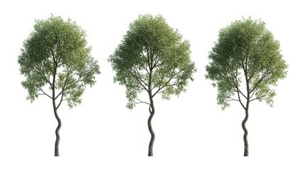 Obraz premium Three Ornamental Trees Isolated on White Background, Nature Concept