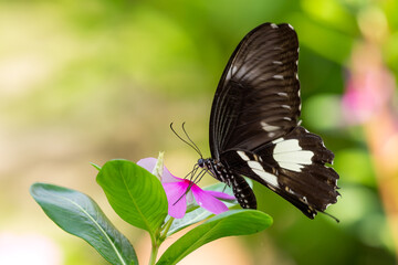 Yellow Helen - Papilio chaon, bueatiful large swallowtail butterfly native to meadows and bushes of Asia, Cat Ba island, Vietnam.
