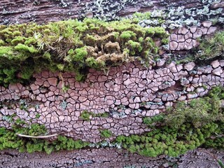 Xylobolus frustulatus