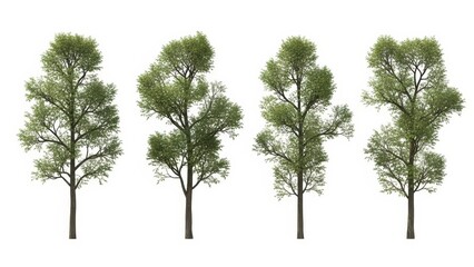 Set of Four Green Trees on White Background - Isolated, Nature Elements