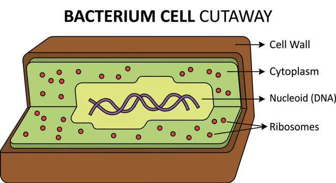 Bacterium cell anatomy cutaway diagram with labels vector illustration