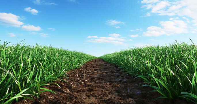 Low angle view of a narrow dirt path winding between two vast green grass fields under a clear blue sky, creating a sense of perspective and openness in a peaceful rural landscape scene.
