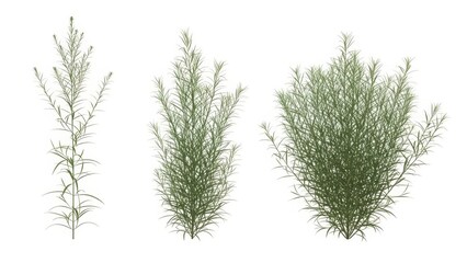 Green Rosemary Plants Set, Isolated on White Background