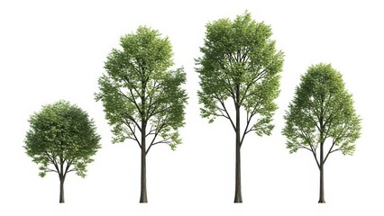 Obraz premium Isolated Trees on White Background Green Foliage, Cutout, Nature Element