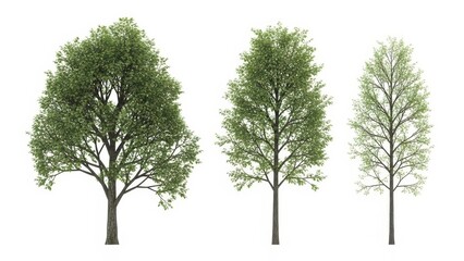 Obraz premium Tree Isolated on White Background, Set of 3 Trees with Green Leaves for Nature Environment