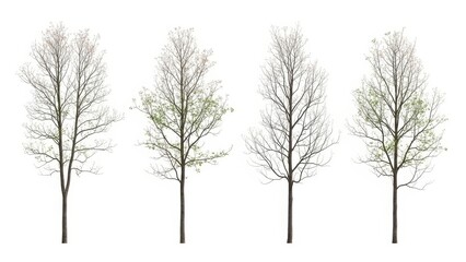 Fototapeta premium Bare Trees Isolated on White Background - Nature, Seasons, Autumn, Winter