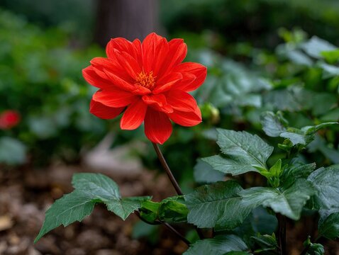 A vibrant red dahlia with yellow center set against lush green foliage