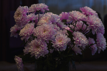 pink chrysanthemums in a vase