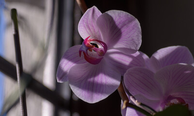 orchid flower with pink petals in the light from the window and with shadows