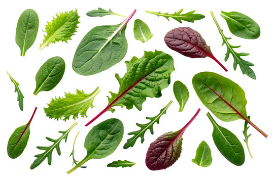 Creative flat lay pattern of fresh green salad leaves mix including spinach arugula and chard isolated on white background.