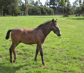 Fototapeta premium Lovely bay colt grazing