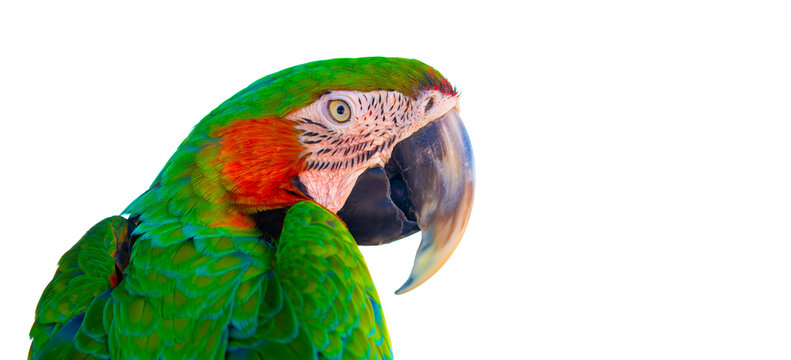 A close-up of a macaw against a white background. The colorful parrot sits on a perch.