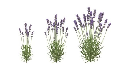 Obraz premium Lavender Plants Set on White Background, Isolated, Growing Stages, Floral Design