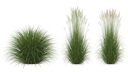 Ornamental Grasses Collection Green Lush Plants Isolated