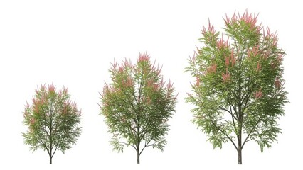 Three Ornamental Trees on White Green Foliage, Pink Flowers, Isolated Plants