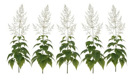 Obraz premium Five Tall Meadowsweet Plants, Isolated on White Background, Botanical Illustration