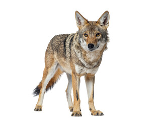 Fototapeta premium Coyote standing alert on white background showcasing stiff legs and bushy tail