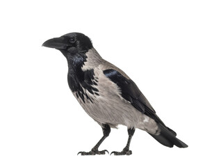 Obraz premium Crow raven-like hooded crow standing with glossy black head and gray body
