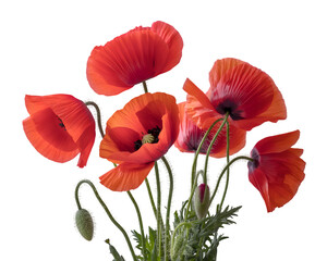 Obraz premium Vibrant red poppies isolated on transparent background