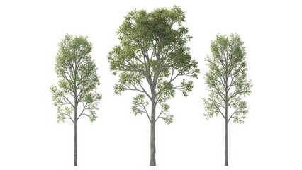 Obraz premium Isolated Trees on White Background, Green Foliage, 3D Render