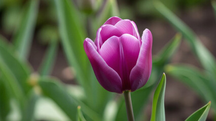 Vibrant Purple Tulip in Garden Closeup.