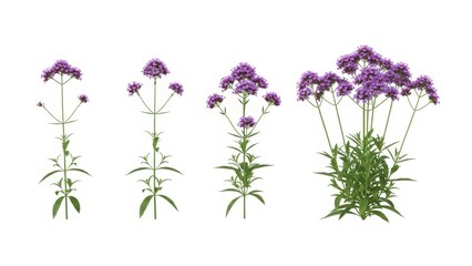 Obraz premium Purple Verbena Bonariensis Flowers, Isolated on White, Stage of Growth